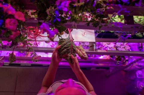 Crecimiento vegetal con luz led